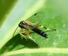 Apechthis sp.